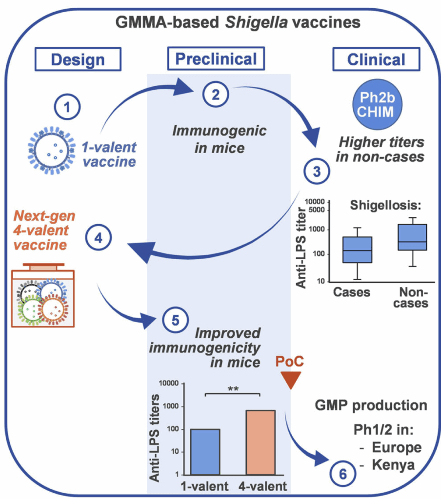 Graphic showing steps taken to de-risk a candidate vaccine for shigellosis